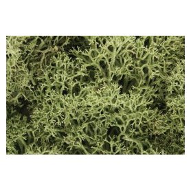Woodland WL161 Zarośla - Spring Green Lichen (Bag