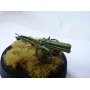 Special Armour 1:35 75mm Horsky Kanon vz.15 / 75mm Gebirskanone M.15