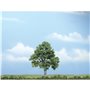 Woodland WTR1615 4" Beech Tree 1/Pkg