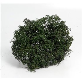 BSM Late Summer Bush