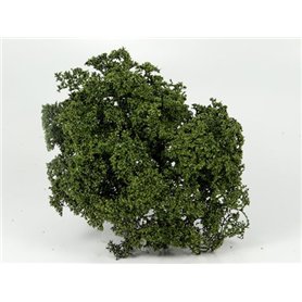 BSM Summer Bush