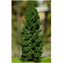 Freon Drzewko Modrzew Europejski – pień niski 8-12cm