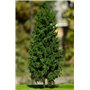Freon Drzewko Modrzew Europejski – pień niski 25-30cm