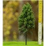 Freon Drzewko Modrzew Europejski – pień wysoki 8-12cm