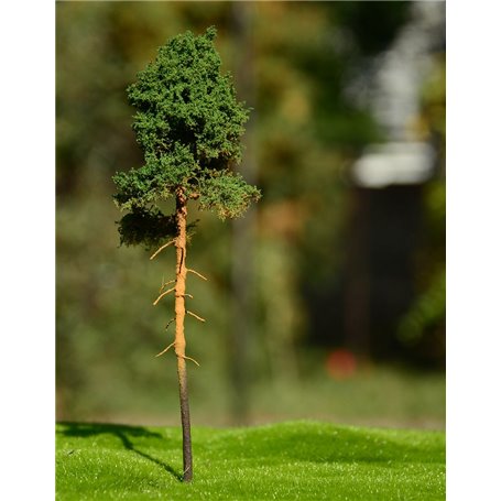 Freon Drzewko Sosna młoda 18-20cm