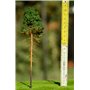 Freon Drzewko Sosna młoda 14-16cm