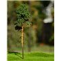 Freon Drzewko Sosna młoda 8-12cm