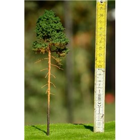 Freon Drzewko Sosna młoda 25-30cm