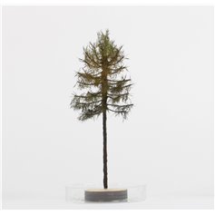 Freon Drzewko Modrzew suchy 8-12cm