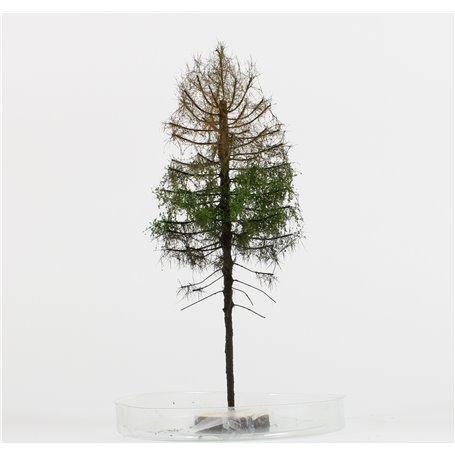 Freon Drzewko Modrzew suchy 14-16cm