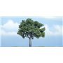 Woodland WTR1622 4In. WAlnut Tree 1/Pkg