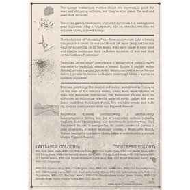 Modellers World WEATHERING PAINT - Dried Standard Heavy Mud - 30ml