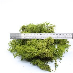 Zarośla gotoweMid Green - 35g