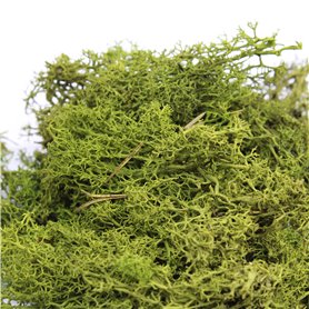 Zarośla gotoweMid Green - 35g