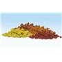 Woodland Listowie Clump Foliage Herbst