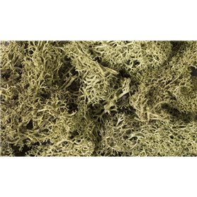 Woodland Zaro?la Spring Green Lichen