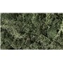 Woodland Zaro?la Drak Green Lichen