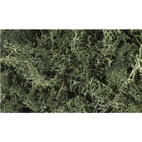 Woodland Zarośla Drak Green Lichen