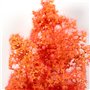 RED-ORANGE FANTASY BUSHES