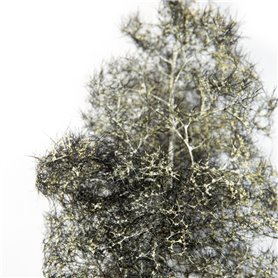 BLACK-WHITE FANTASY BUSHES