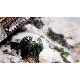 Vallejo Environment - Snow