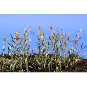 Eduard 1:35 Rushes II colour