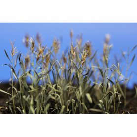 Eduard 1:35 Rushes II colour