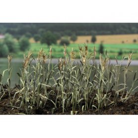 Eduard 1:35 Rushes II colour