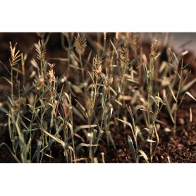 Eduard 1:35 Rushes II colour
