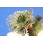 Eduard 1:35 Leaves Palm Washington Filifera colour