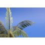 Eduard 1:35 Leaves Palm Cocos Nucifera colour