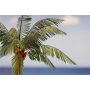 Eduard 1:35 Leaves Palm Cocos Nucifera colour