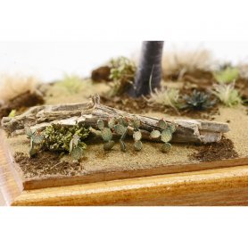 Eduard 1:72 Cactus